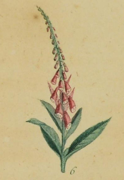 Illustration of a purple foxglove partially in flower.